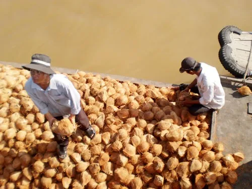 Полуочищенный зрелый кокосовый орех/кокосовый орех свежий