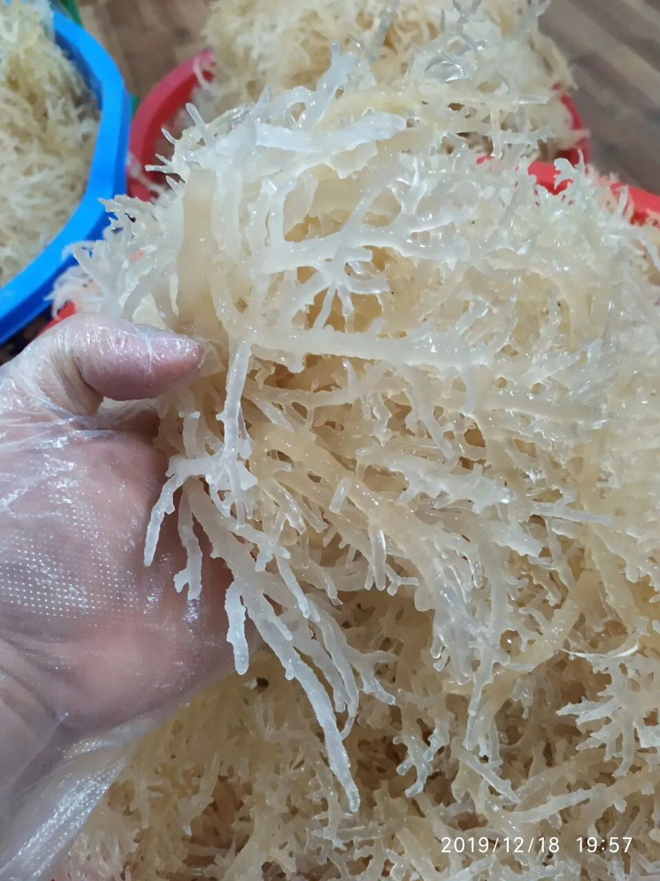 
High quality dried eucheuma cottonii seaweed / irish sea moss 