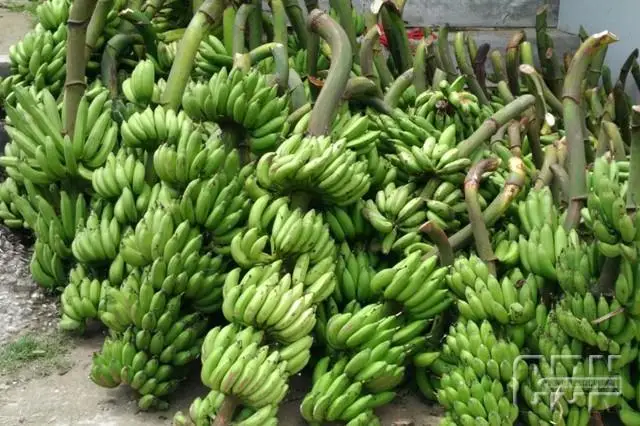 Longer Shelf Life High Quality Smoked and Dried Frozen Banana Slices from Indonesian Wholesale Exporter