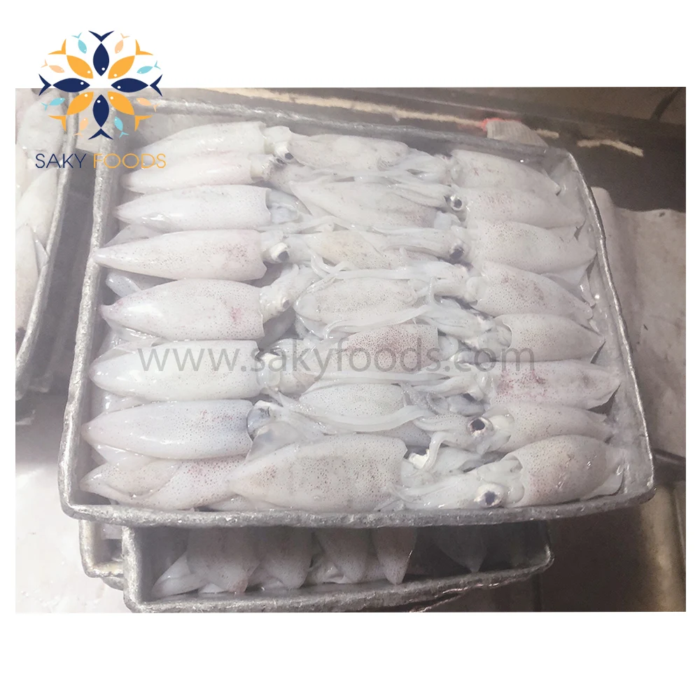 Frozen squid from Vietnam High Quality loligo squid for Exported