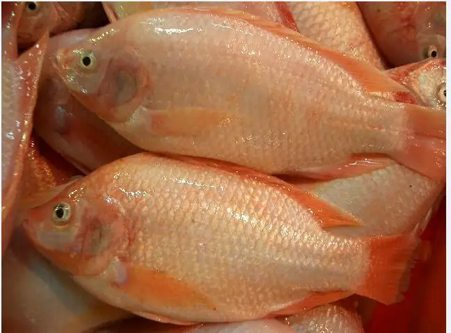 Frozen Red Tilapia Fish 100% Natural | Vietnam Food Export Products | IQF | Cheap Price | Frozen Fish 500g-800g