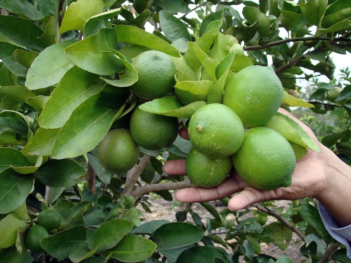 Organic, Good Quality Fresh Lemon/Fresh Green Seedless Lime and Lemons from Vietnam/Jolene HH +84336089155