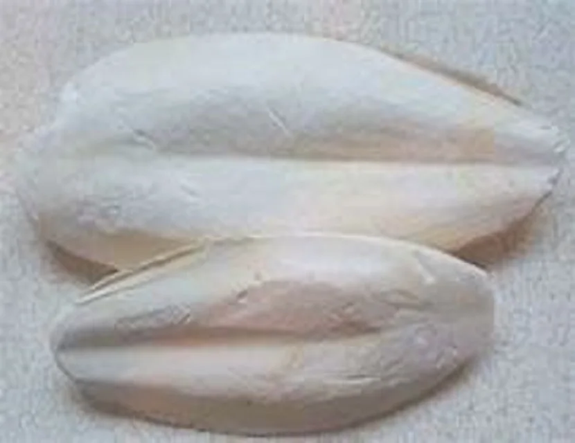
DRIED CUTTLEFISH BONE WITH MANY SIZES 