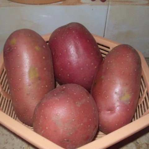 Fresh Asterix Potatoes from Pakistan