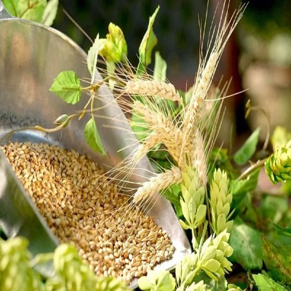 
Great quality barley grain in bulk for brewing beer, barley 