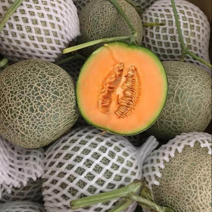 Juicy Melon Orange Flesh Cantaloupe Grown Up On Wind And Sun Farm Global Gap Certification From Vietnam