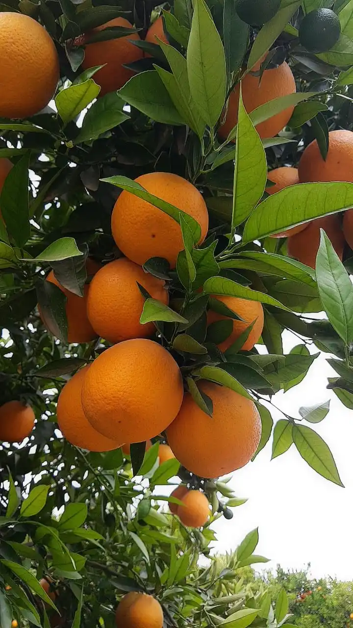 
Wholesale High Quality Fresh Egyptian Valencia Orange 