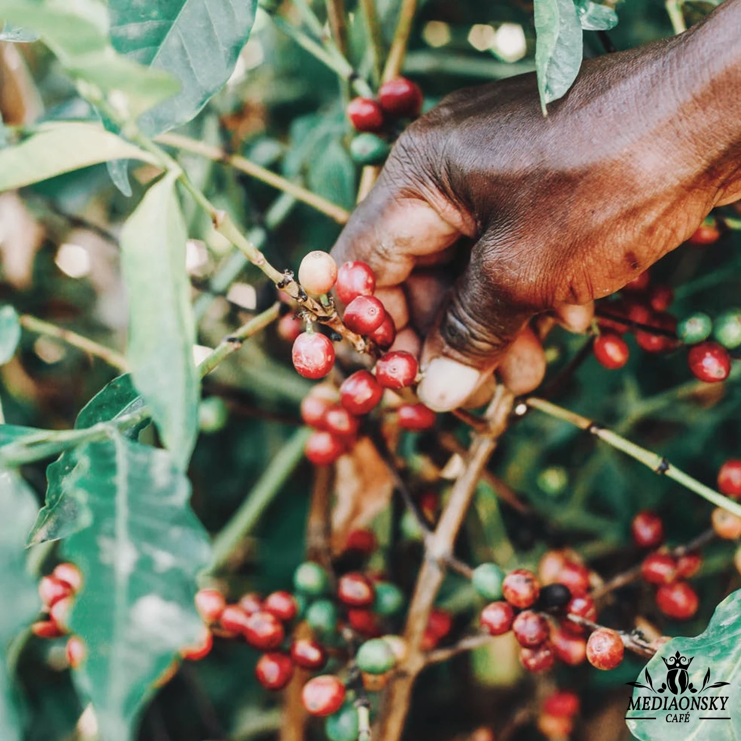 
2021 Premium Espresso Coffee Blend - 250g Arabica Blend 1015 - Whole Arabica Coffee Beans - MEDIAONSKY CAFE 