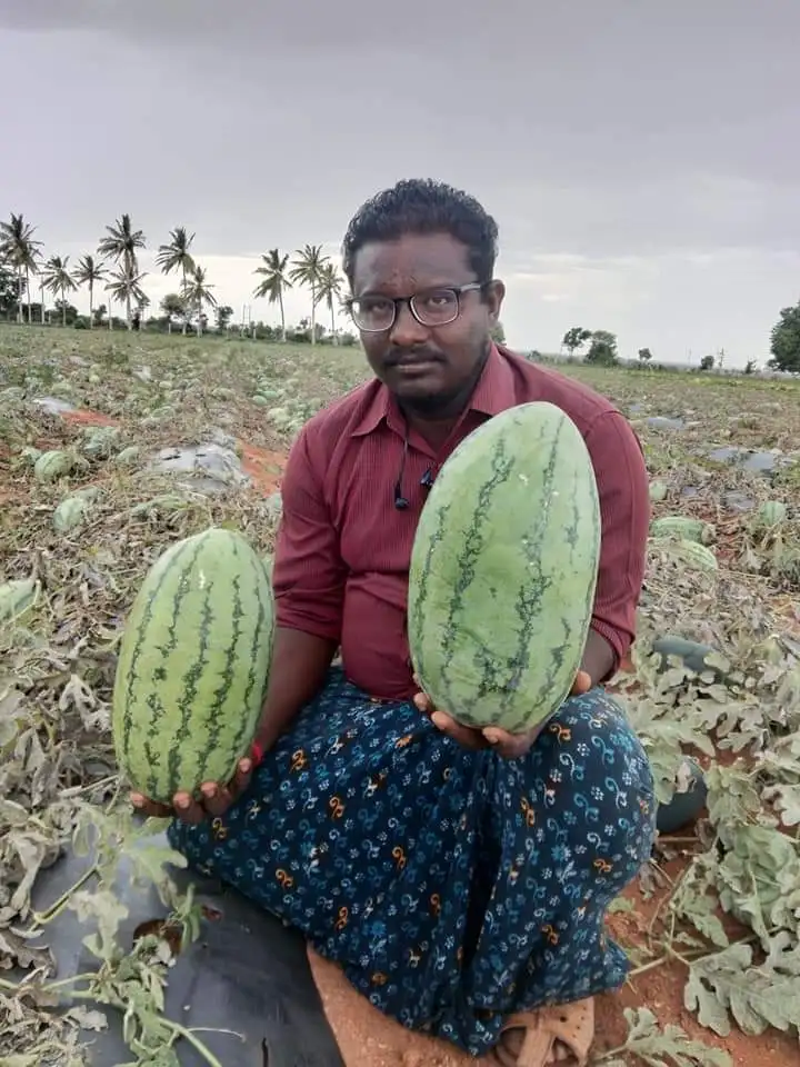  Производитель семян гибридного арбуза гамма F1 по оптовой цене 4 t0 5 кг