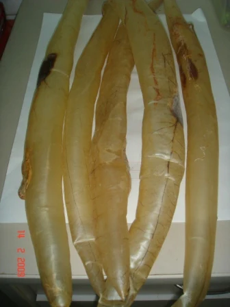 Wholesale Supplier Best Quality Eel Fish Maw For Sale In Cheap Price