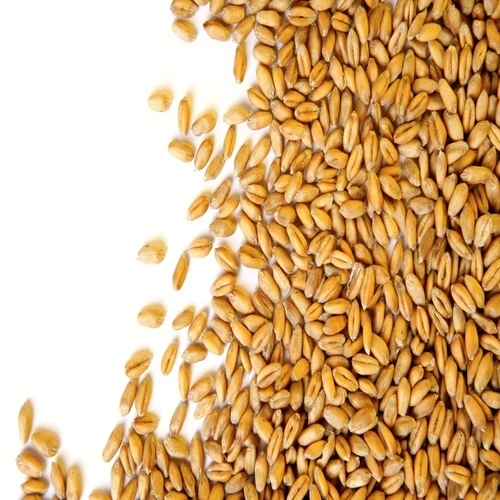 Canadian Quality Durum Wheat/Wholesale High Quality Canadian Wheat