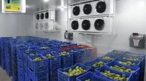 First Class MANGO Best Crop