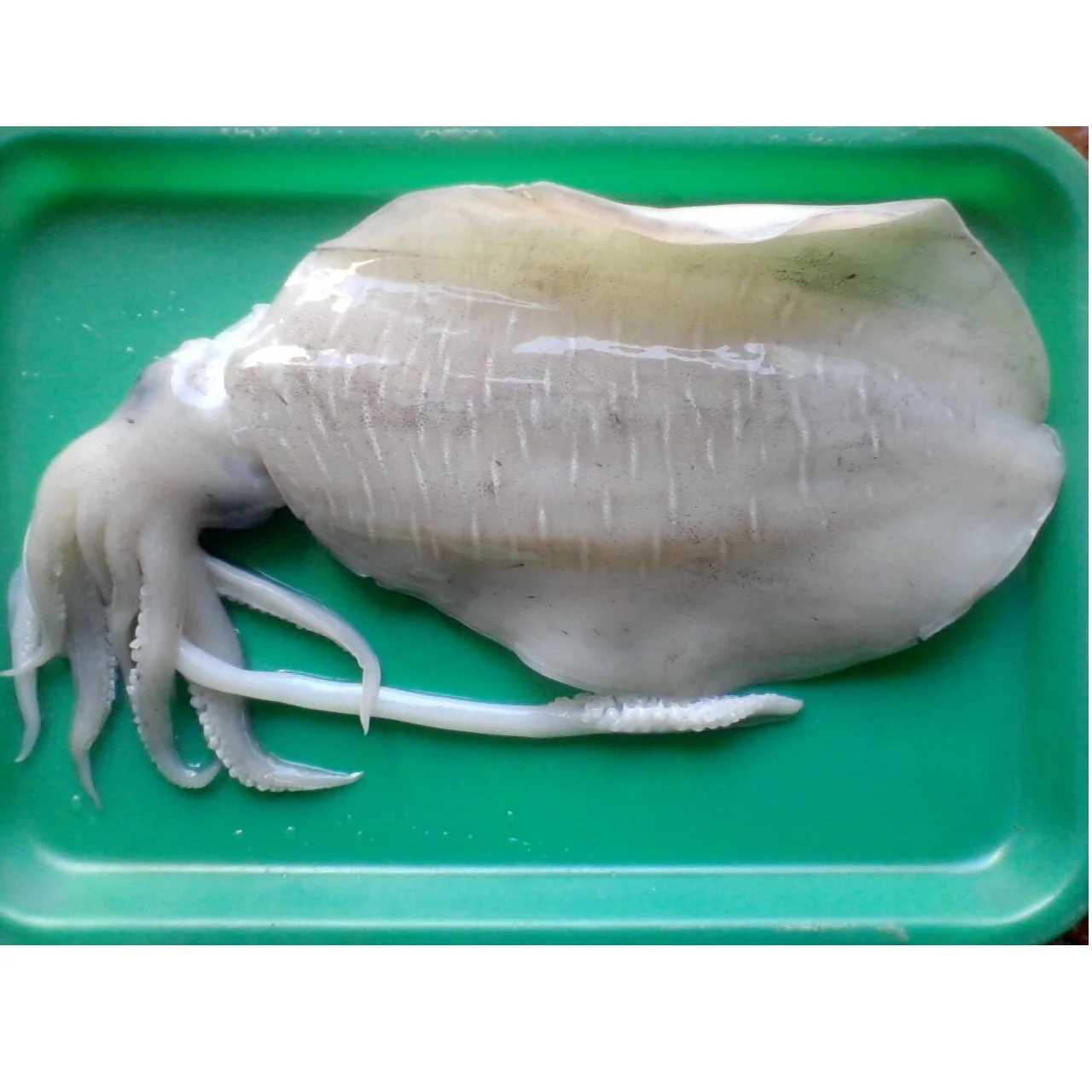Wholesale Fresh Natural Frozen Seafood Food Nutritious Organic Big and White Cuttlefish From Private Label In Vietnam