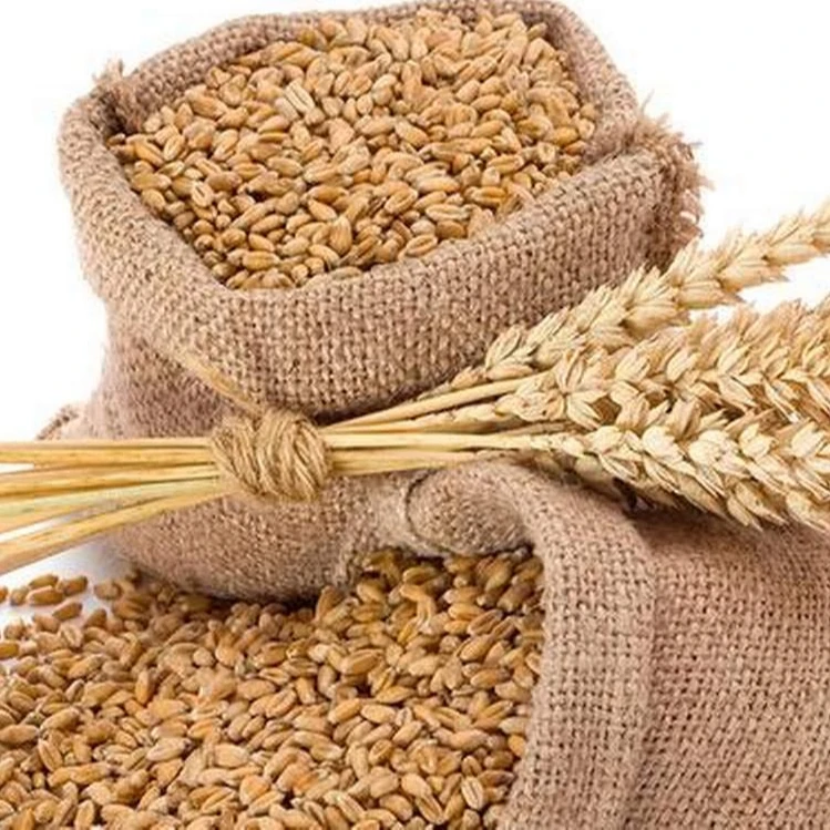 
High Quality WHEAT for Sale in Bulk 