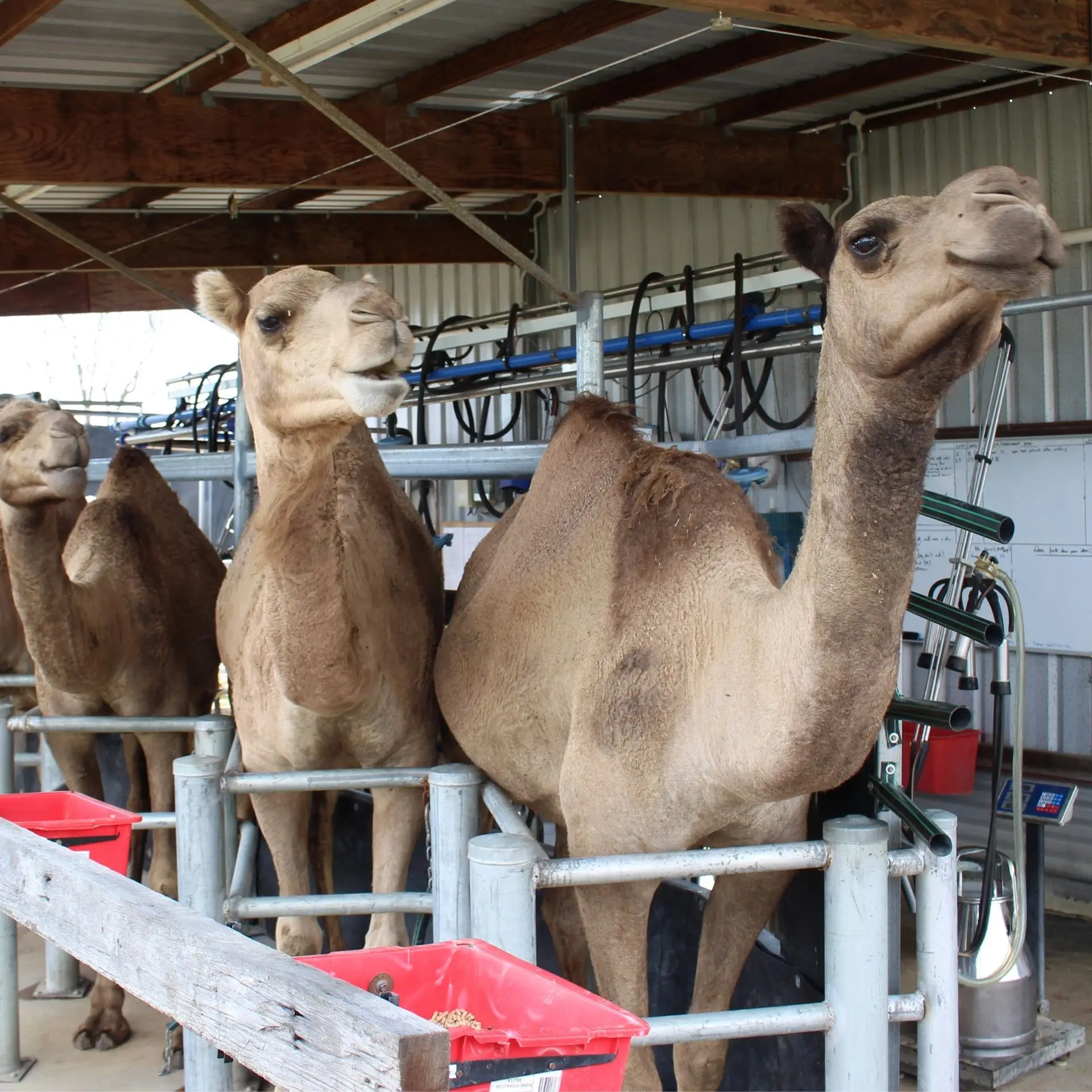 Порошок верблюжьего молока, извлеченный из верблюжьего молока, 99% Чистота