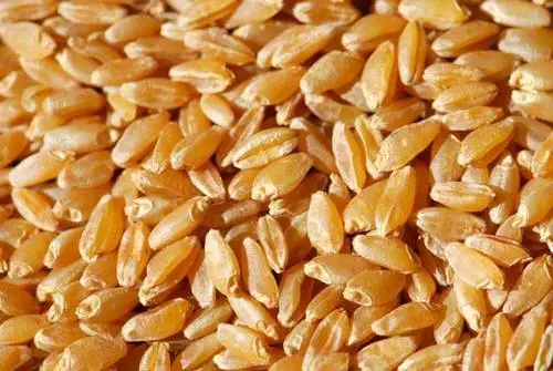 DURUM WHEAT