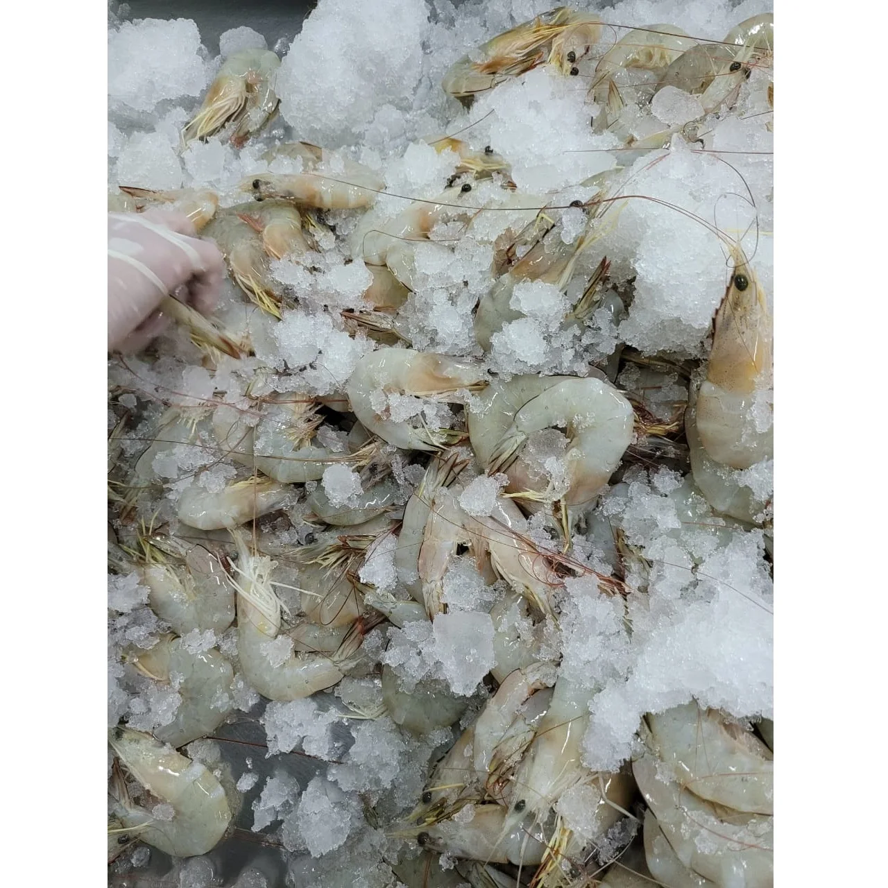Fresh Penaeus Indicus Seafood Box Packaging (21-25 pcs/kg) Semi-IQF 1 kg/box Frozen White Shrimp HOSO