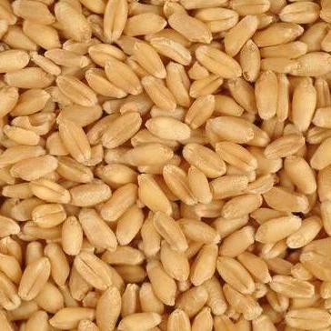 
 Зерно пшеницы из Индии/зерно пшеницы без ГМО/зерно пшеницы высшего качества  
