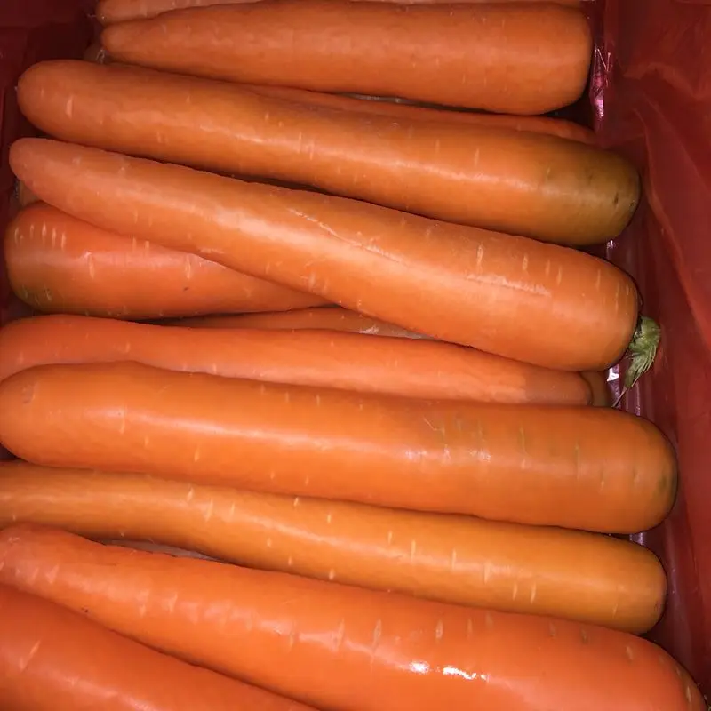 2021 High Quality Fresh Vegetable Fresh Carrot