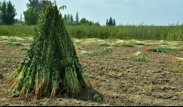 High Quality Sesame Seeds From Turkey