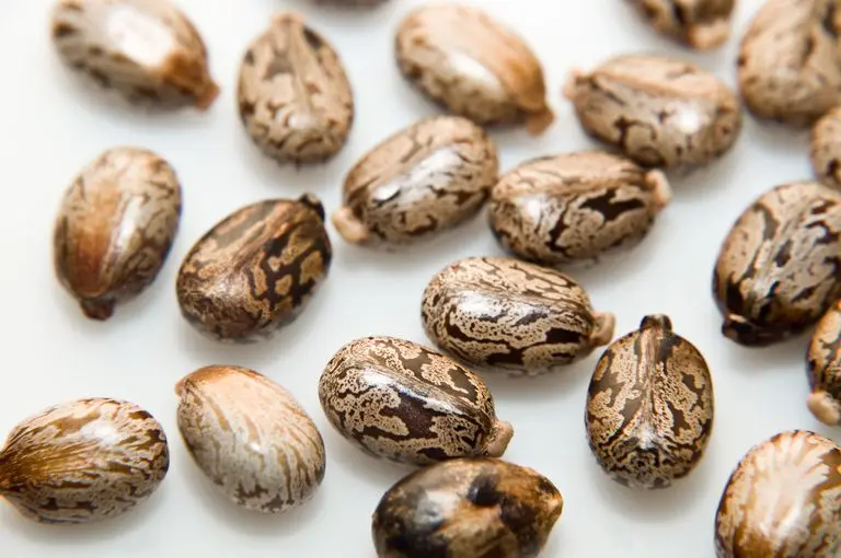 Export quality Castor Oil - First special grade