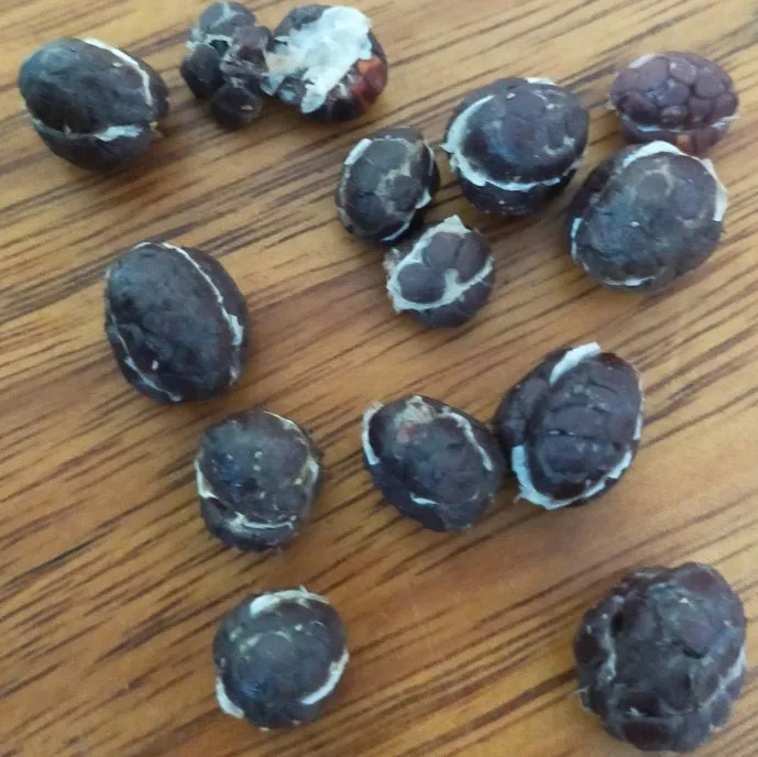 False Cardamom/ Organic Cardamom Seed/ Fructus Amomi From Vietnam