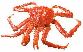 
Snow Crab Antarctica / Deep Sea Crab/ Baby King Crab. WE ARE PRODUCERS !!! 