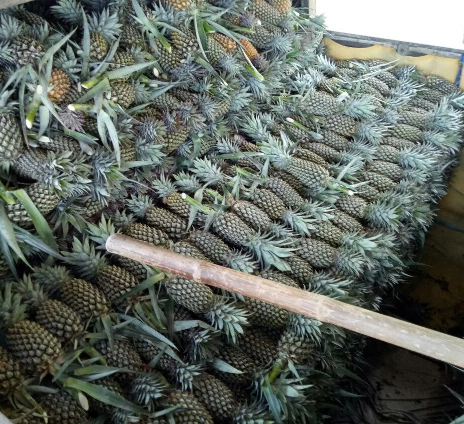 Высокое Качество Оптовая Продажа Свежий натуральный запах ананас/ананасов с 30 дней Срок годности с Запада из Вьетнама