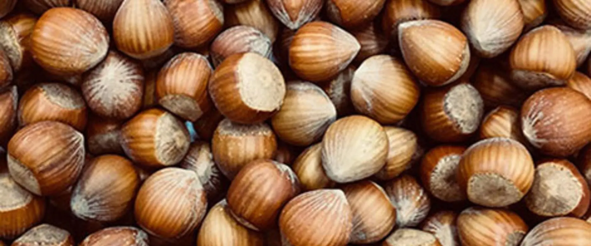 Оптовая продажа лесной орех высшего качества по низкой