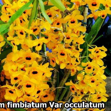 Dendrobium Fimbiatum Var occulatum