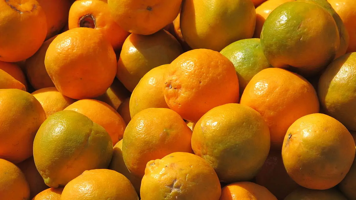 Buy mandarin fresh oranges best in world India