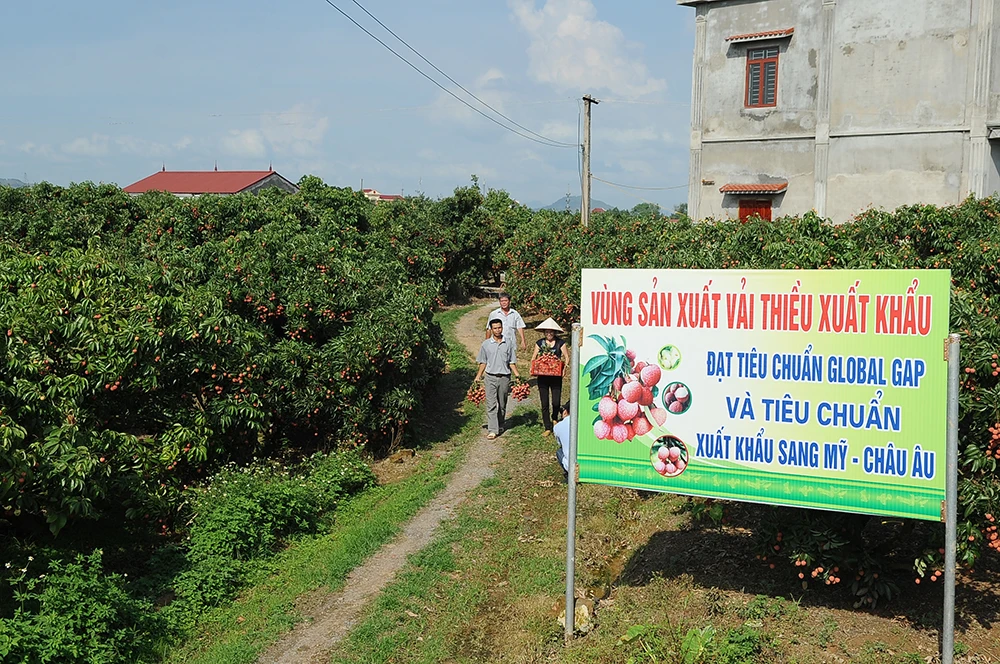  Оптовая продажа специальная кухня вкусная Органическая личи класса А с приятным вкусом из Вьетнама