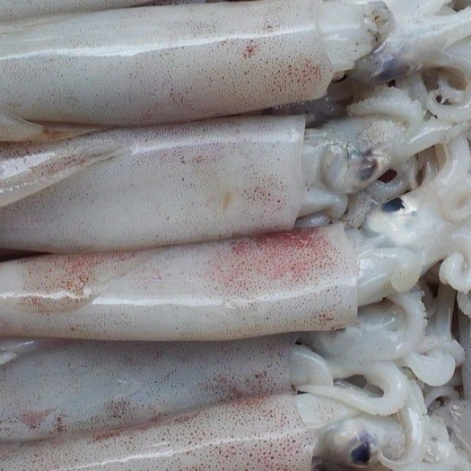 Frozen squid tube frozen calamary Todarodes Pacificus