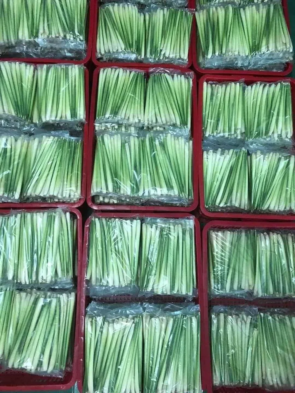 TW6 Brand Hot sale Fresh Lemon Grass  Light  Green Color Single Spices & Herbs  From Vietnam for Export