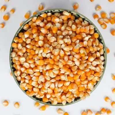
Hot selling grade Mushroom popcorn kernels / Yellow Popcorn / Yellow Popcorn Kernels 
