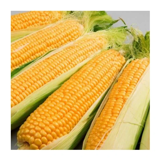 
Dried Yellow Corn / Sweet Dried Yellow Corn Manufacturer 