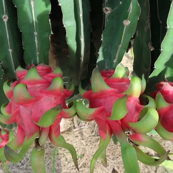 Свежий вьетнамский фрукт красного дракона (Pitaya/Pitahaya) -Премиум высокое качество чистое сельское хозяйство глобальный зазор престиж привлекательная цена