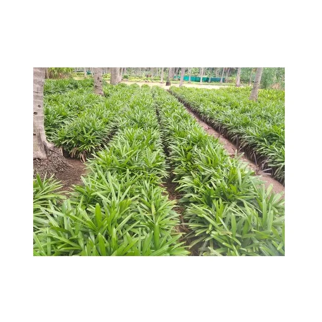 Green India True Date Fruit Tree Plant Seed 50 Gram for Tissue Culture