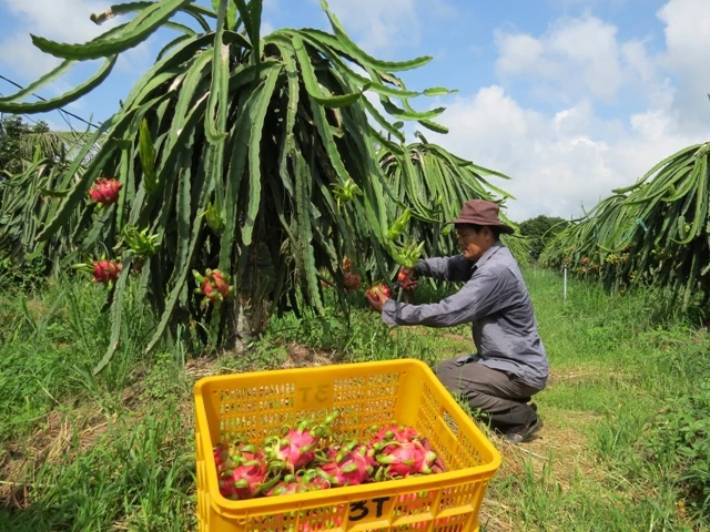 VIETNAM FRESH DRAGON FRUIT RED COLOR WHATSAPP WECHAT VIBER 0084326572671