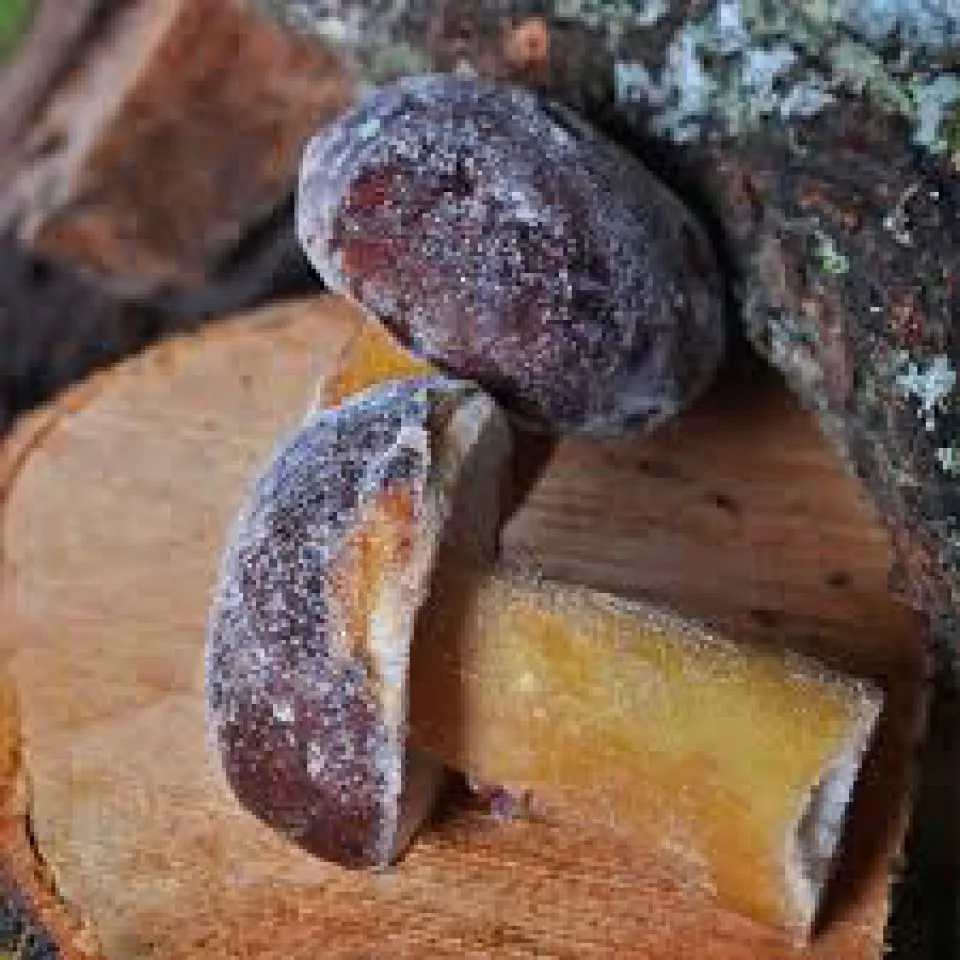 Low Price Wholesale Premium Quality Long Lasting Frozen Porcini Mushrooms Fungus - Made in Turkey