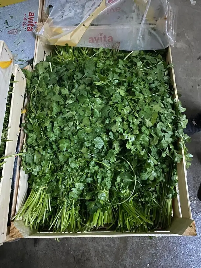 Fresh Parsley Bulk High Quality from Turkey Wholesale Green Color Flat Leaf