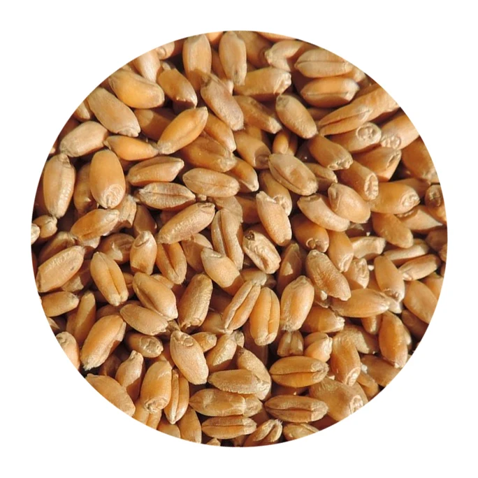 
Высокое качество, без ГМО, класс 5, пшеница класса 11 + для человеческого потребления 