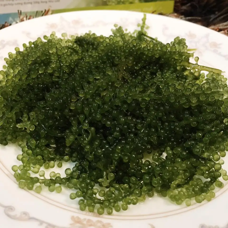 
100% Fresh Organic Sea Grapes Wholesale 