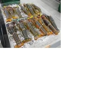 Big Size Live Lobster and Crayfish Available at Low Market Price for sale