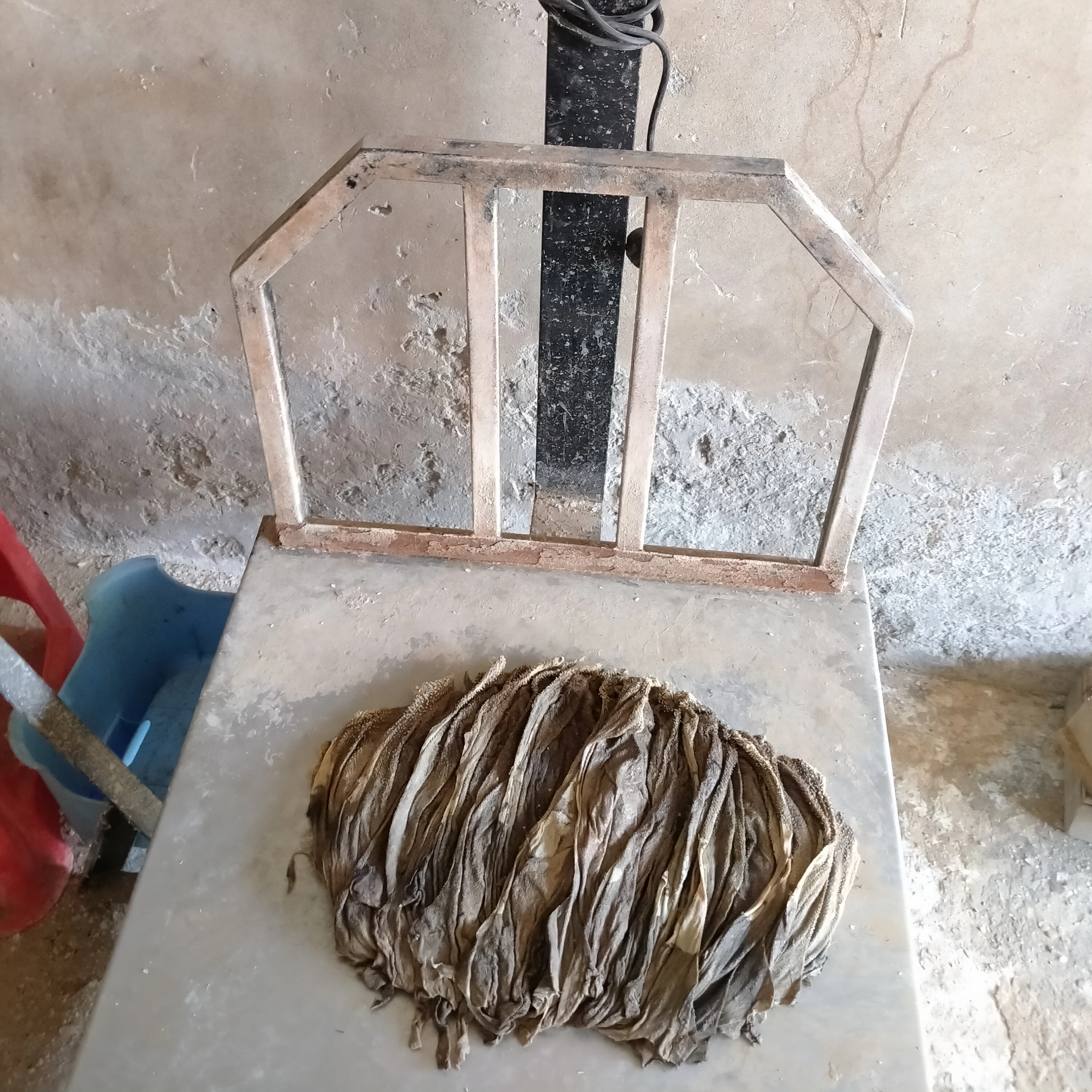 Beef Omasum Salted Dried Buffalo / Cow Omasum Dried And Salted High Quality Omasum