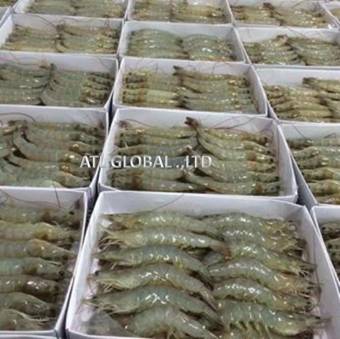 ATL GLOBAL - HLSO VANNAMEI SHRIMP WITH HIGH QUALITY FROM VIETNAM ( Whatsapp: +84975262928, Helen)