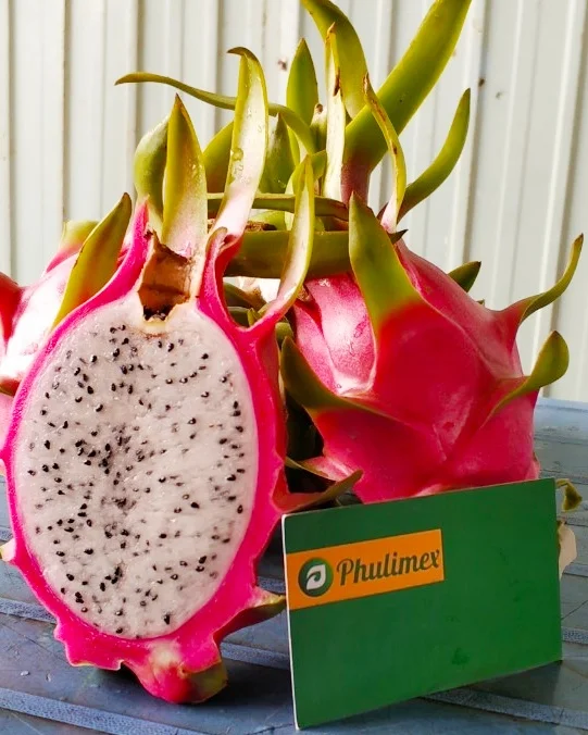 Provider of the Best Fresh White Dragon Fruit in Viet Nam 0084902948089
