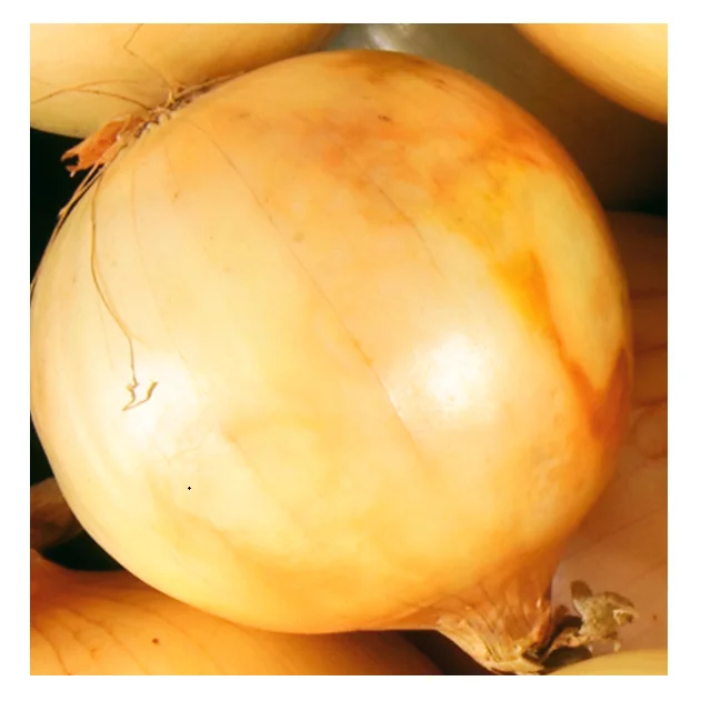 100% органический и свежий лук в индивидуальной упаковке по низкой цене