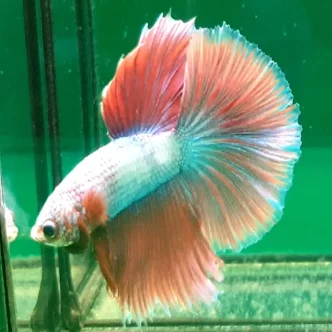 Таиланд бетта рыба полулуна супер цвет оптовая продажа