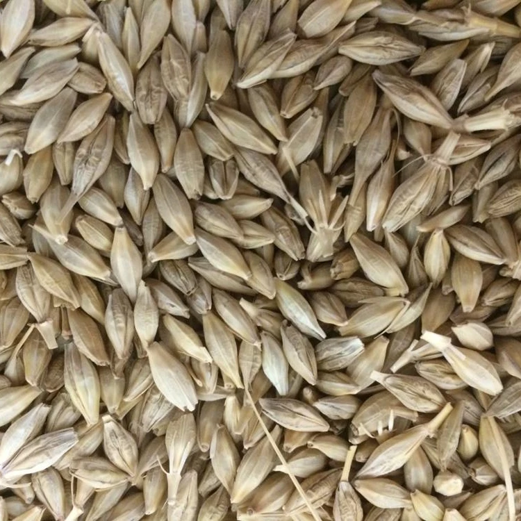 
Premium Barley for Malt/Barley Feed/ Malted Barley Animal feed Wholesale 